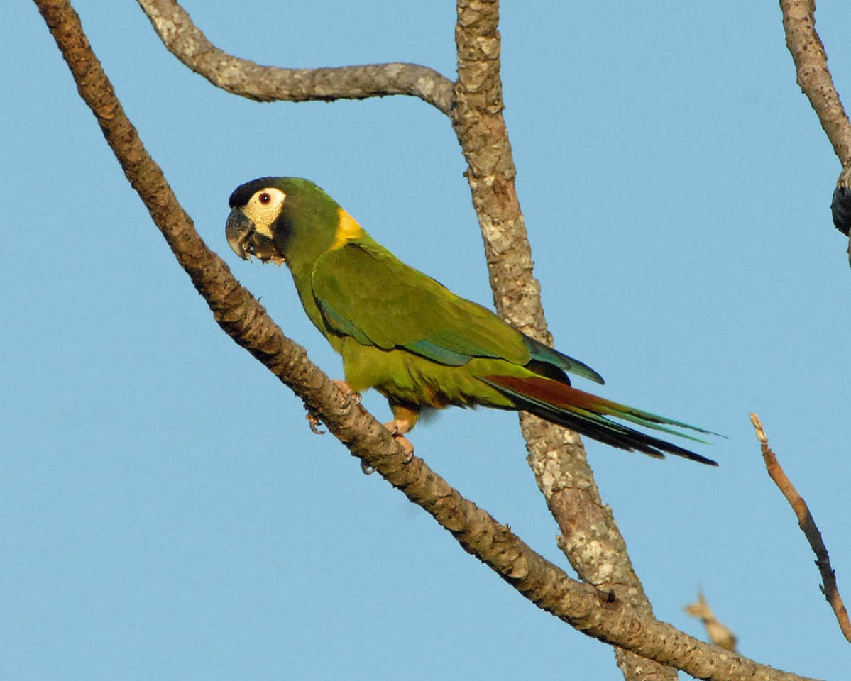 Guacamayo Acollarado - ML205688841