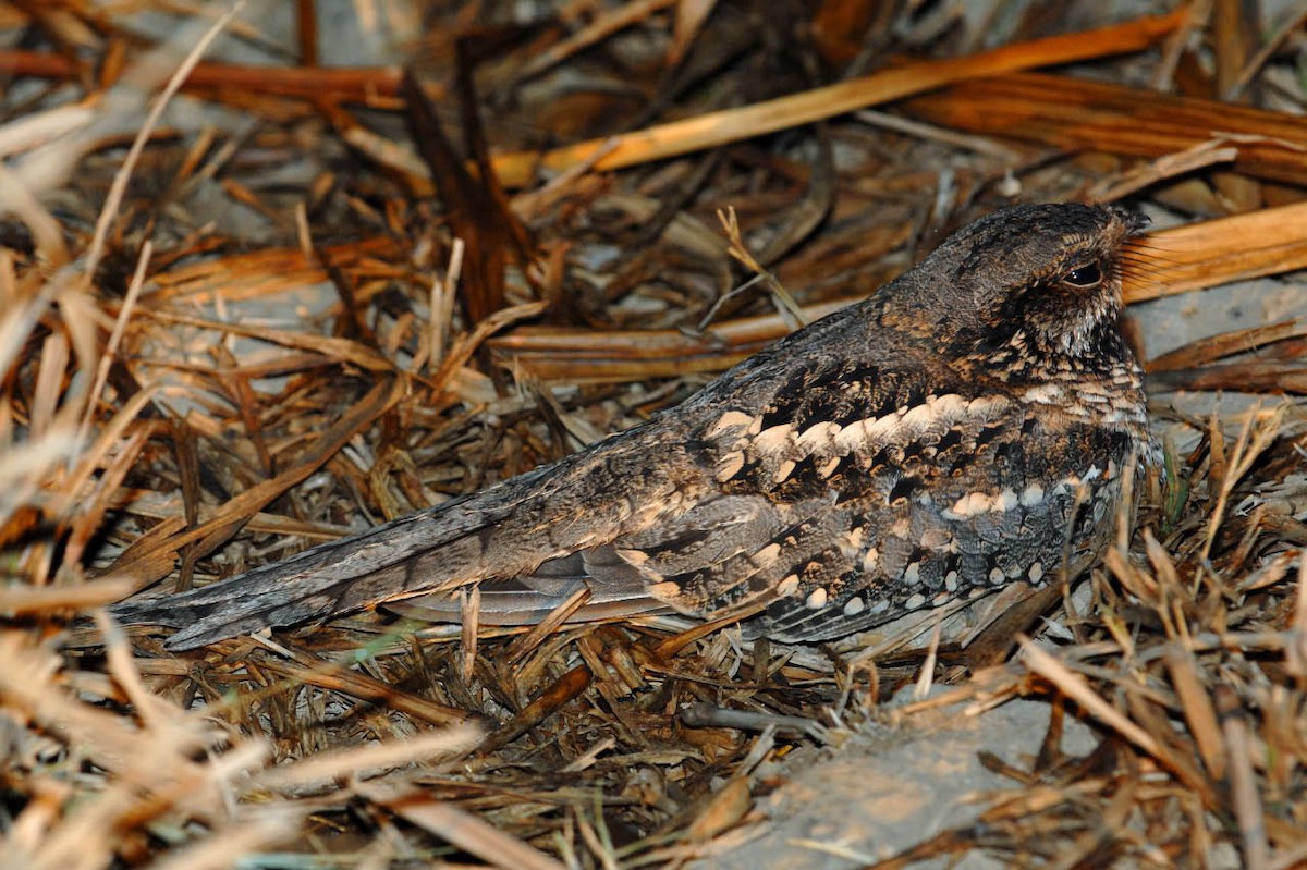 Scissor-tailed Nightjar - ML205688871