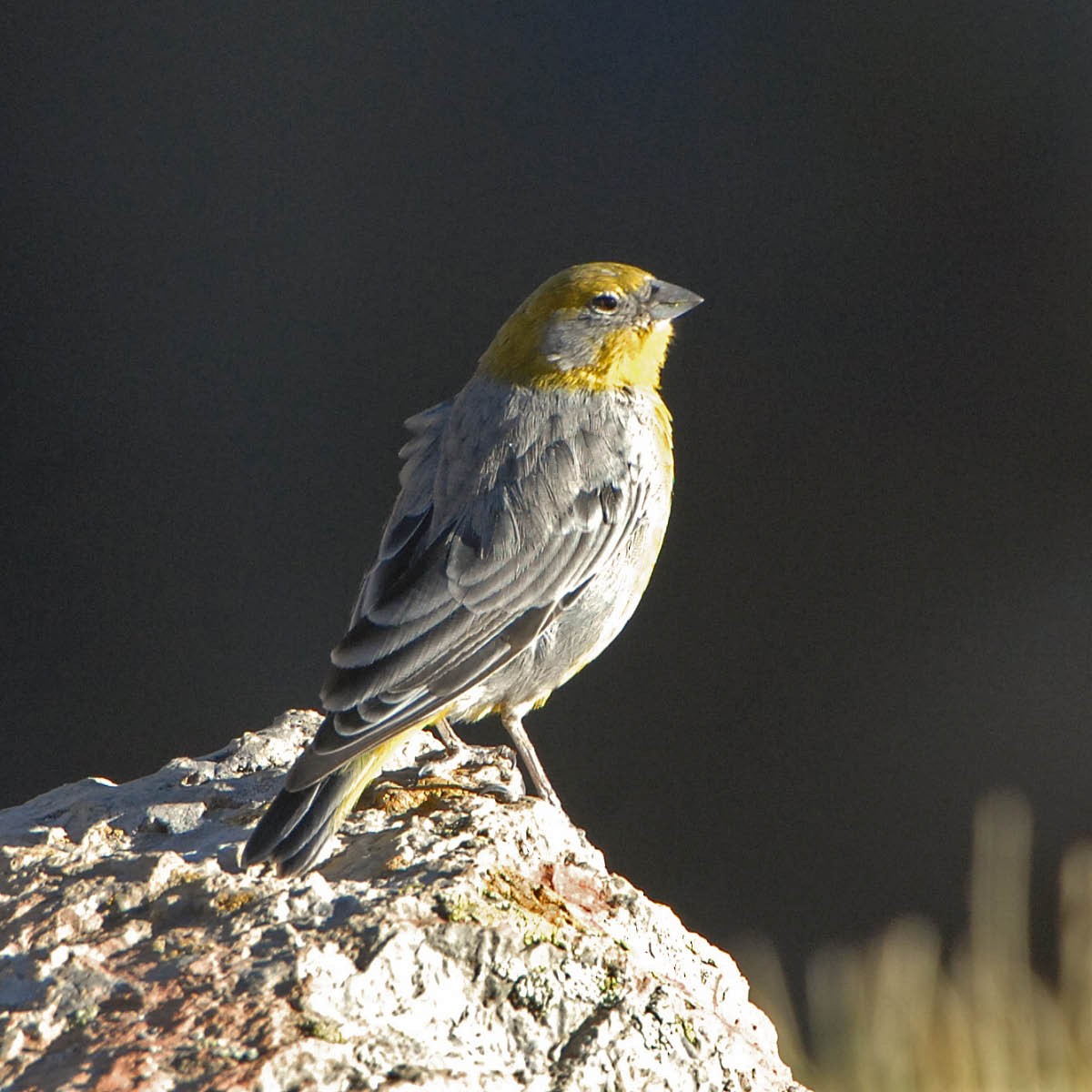 Bright-rumped Yellow-Finch - ML205689041