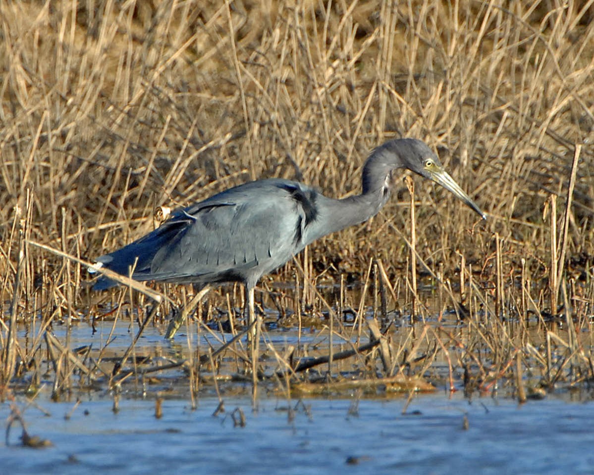 Little Blue Heron - ML205689091