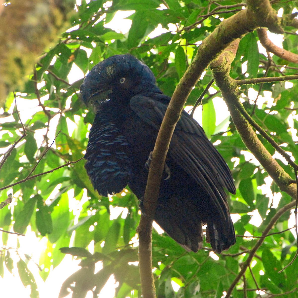 Amazonian Umbrellabird - Tini & Jacob Wijpkema