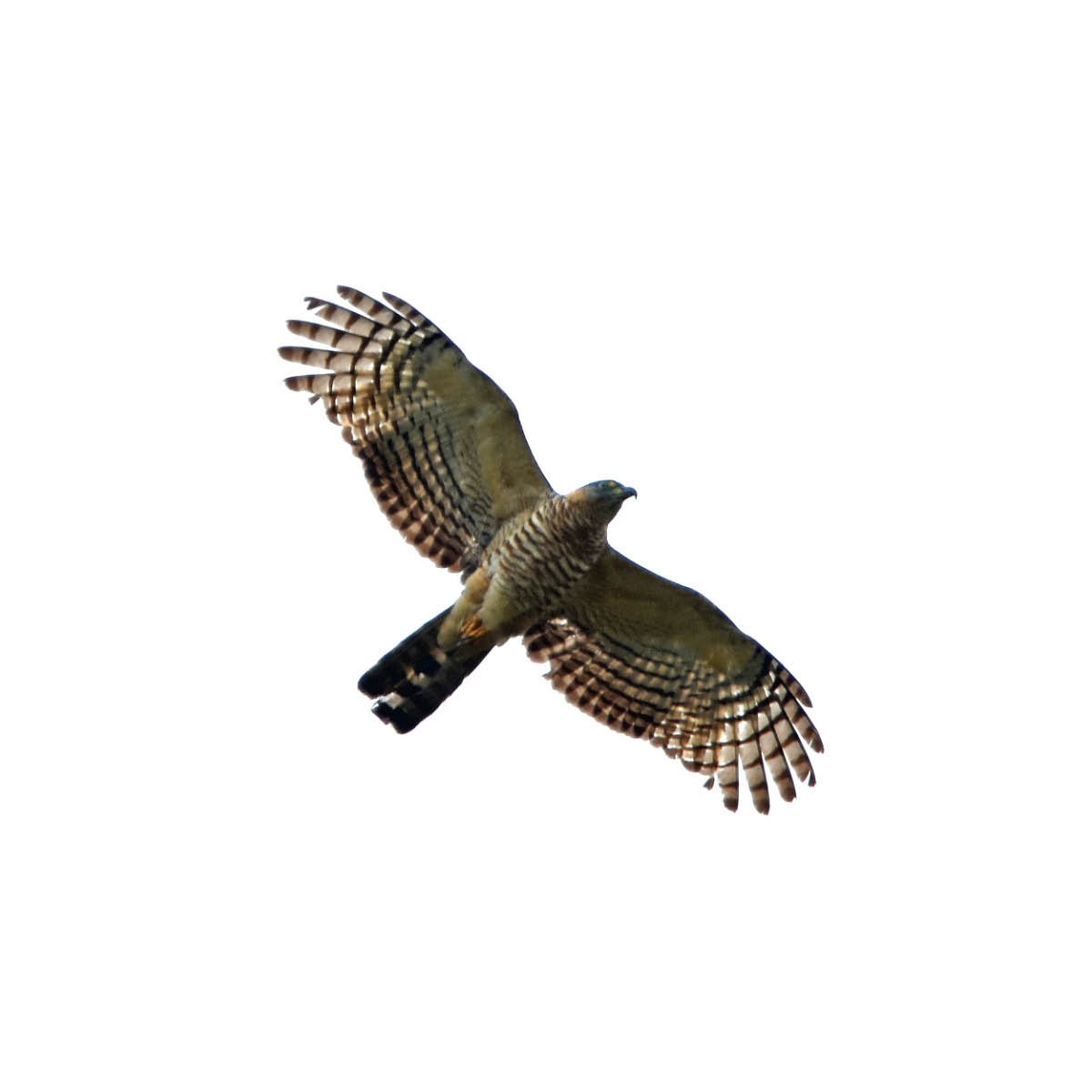 Hook-billed Kite (Hook-billed) - Tini & Jacob Wijpkema