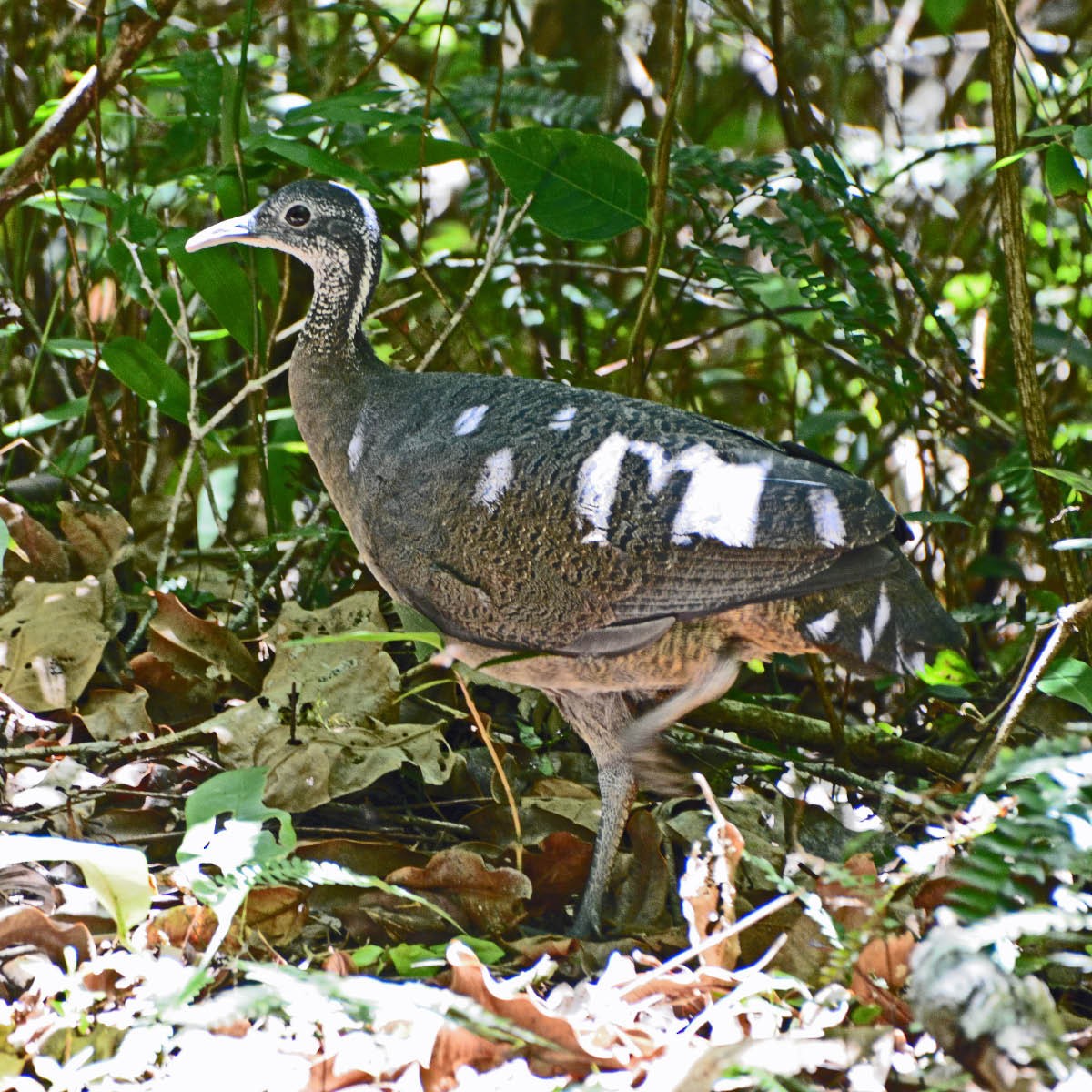 ハイイロシギダチョウ - ML205689351