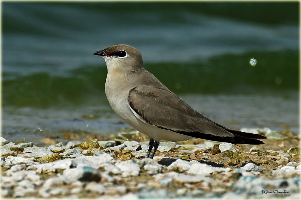 Small Pratincole - ML205689521