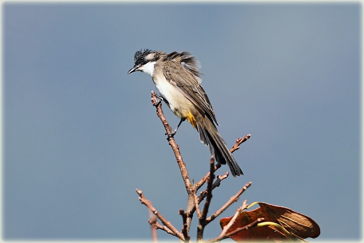 Brown-breasted Bulbul - John Thompson