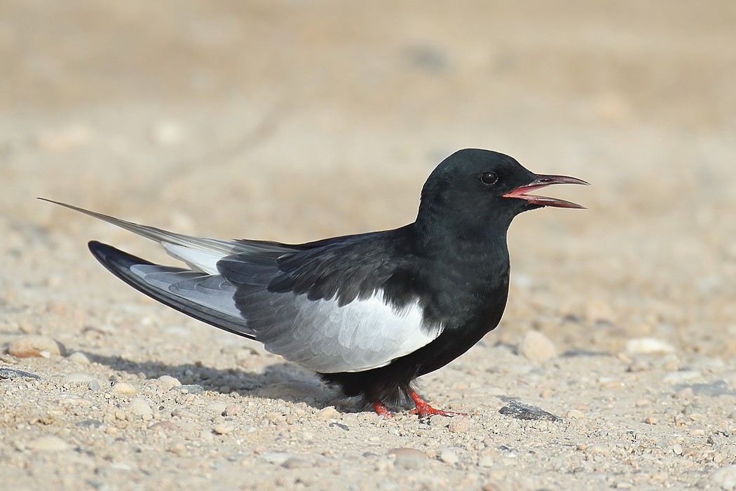 White-winged Tern - ML205689791