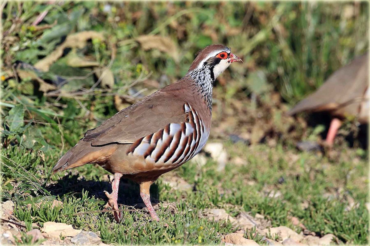 Red-legged Partridge - ML205690101