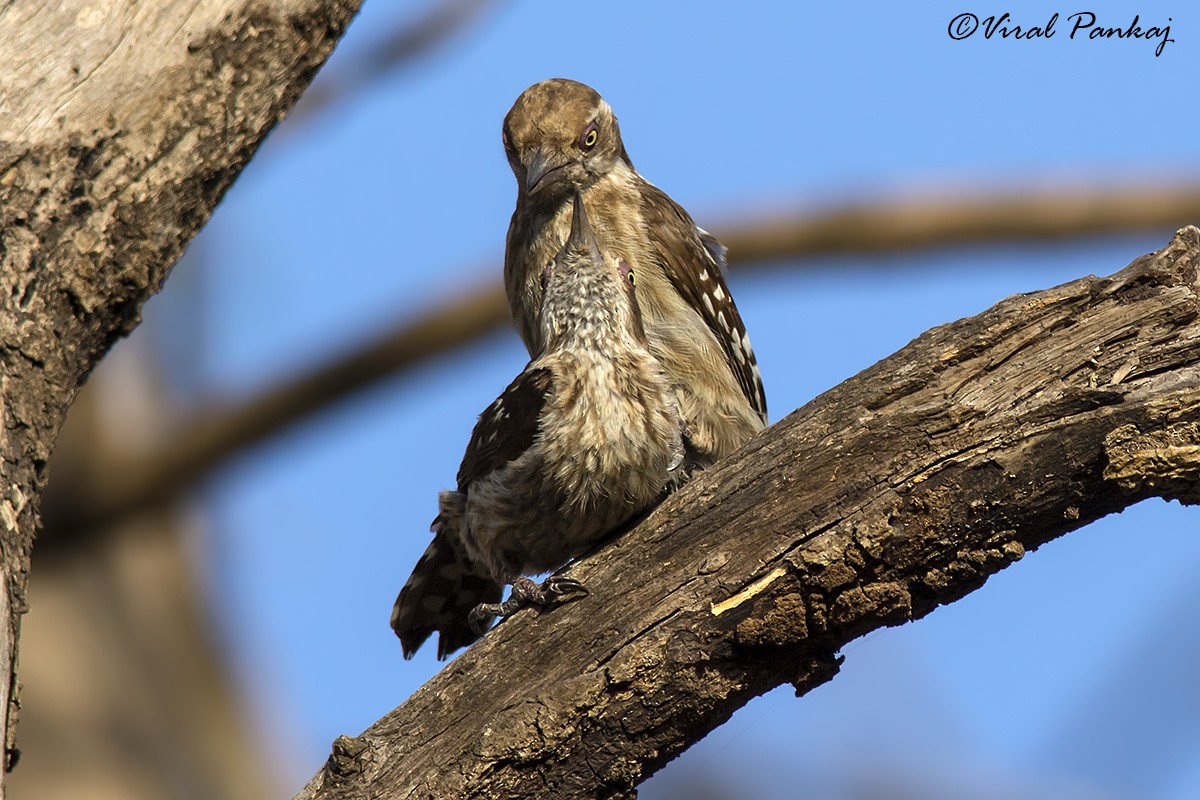 Brown-capped Pygmy Woodpecker - ML205690181