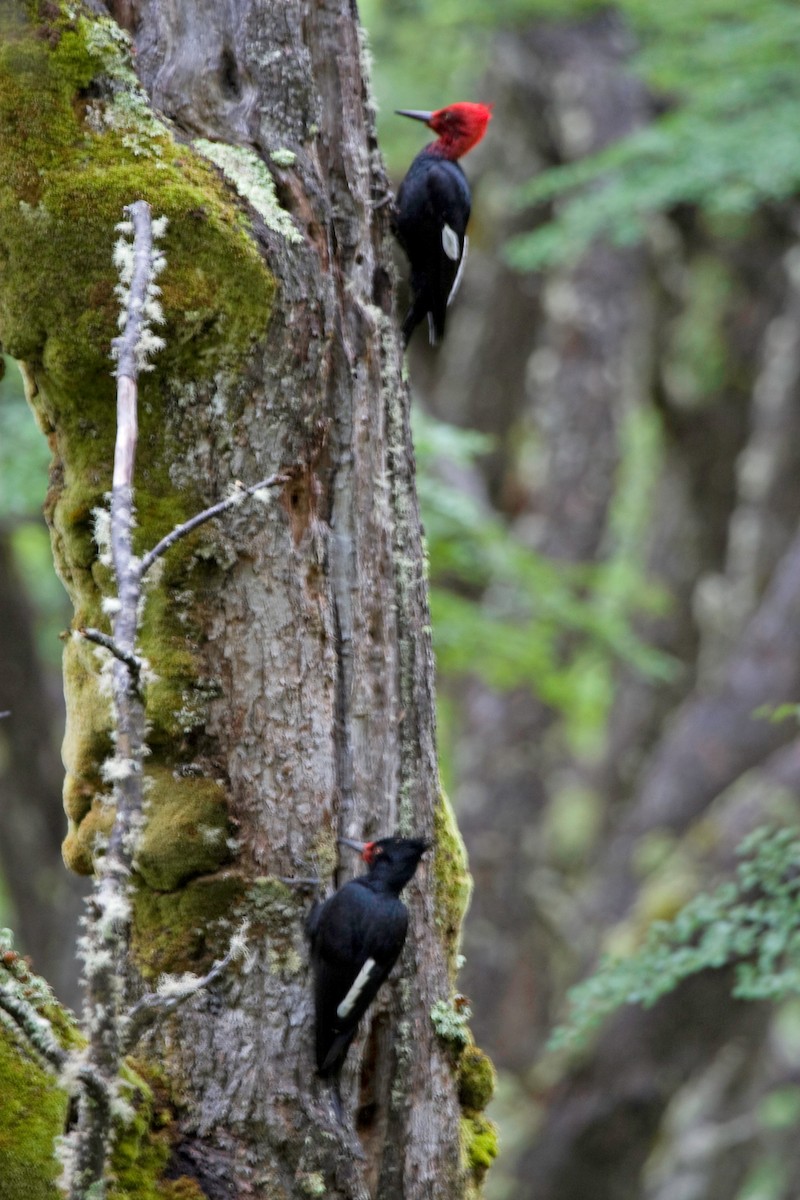 Magellanic Woodpecker - Bill Benish