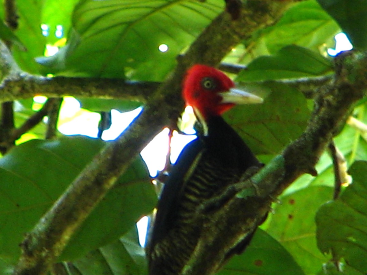 Pale-billed Woodpecker - ML205690471