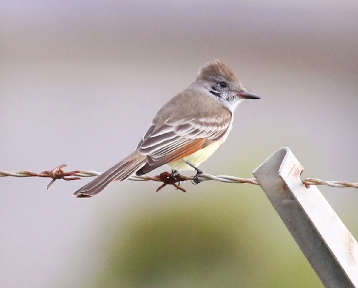 Ash-throated Flycatcher - ML20569051