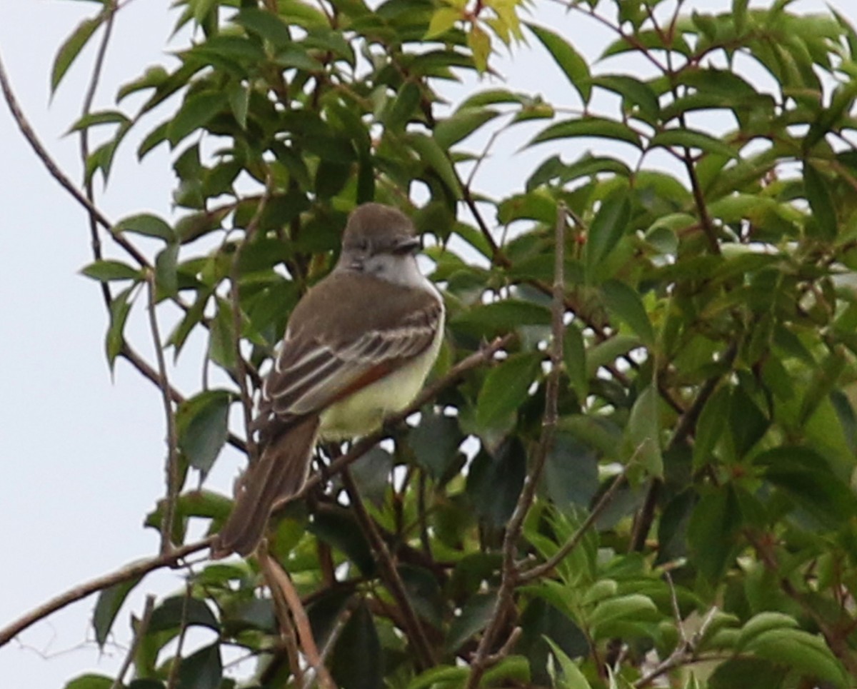 Ash-throated Flycatcher - ML20569061