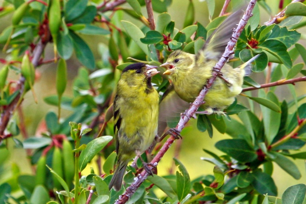 Black-chinned Siskin - ML205690641