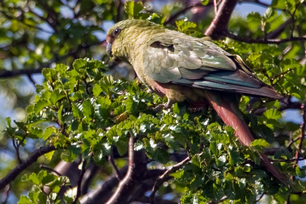 Austral Parakeet - ML205690741