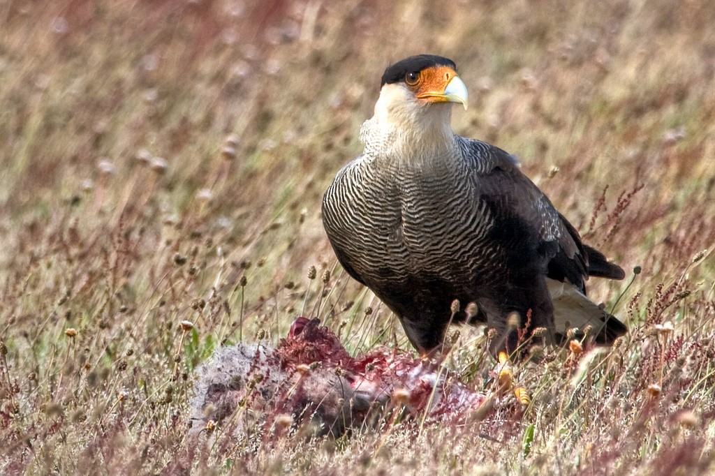 Caracara huppé (plancus) - ML205690771