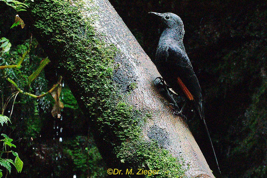 Slender-billed Starling - ML205690921