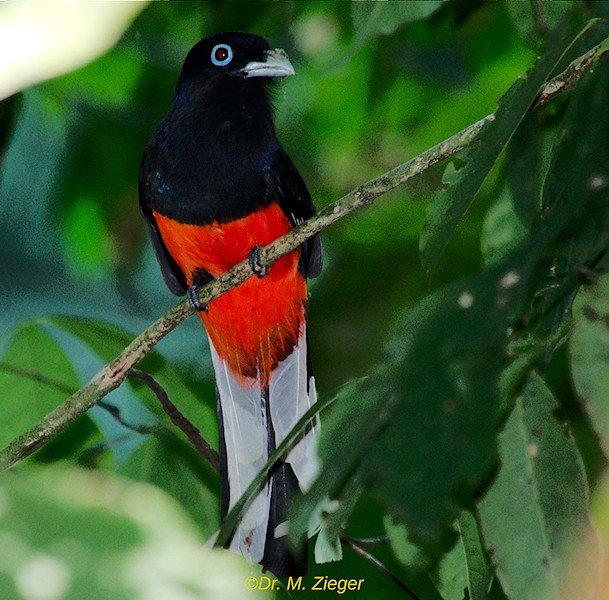 Trogon de Baird - ML205690931