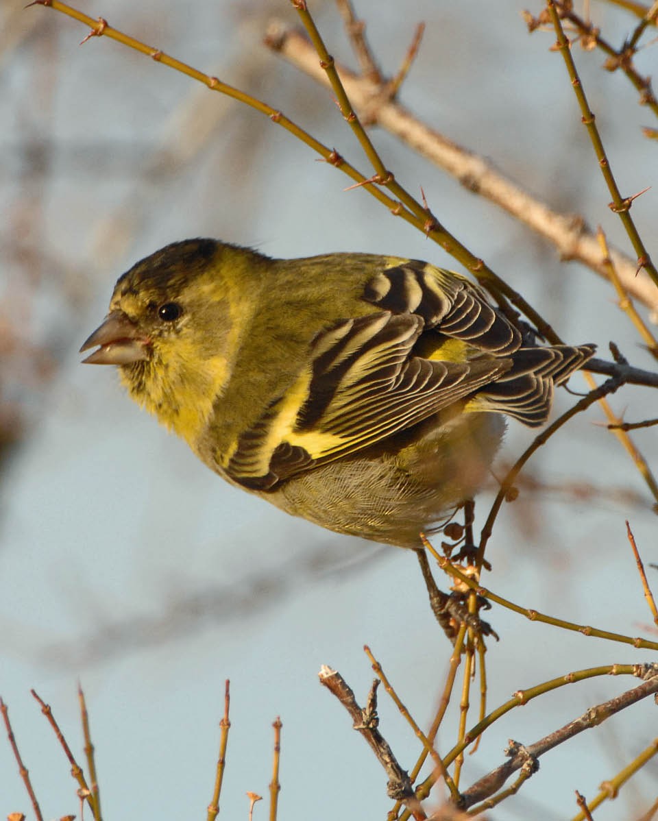 Black-chinned Siskin - ML205691351