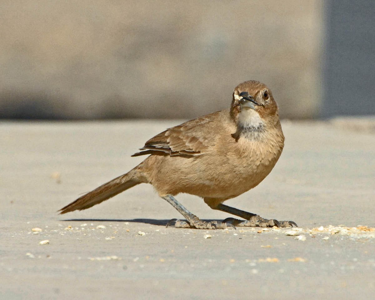 White-throated Cacholote - Tini & Jacob Wijpkema