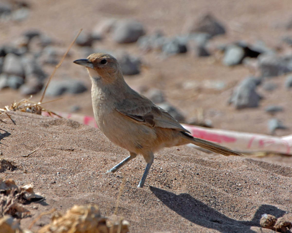 White-throated Cacholote - ML205691451