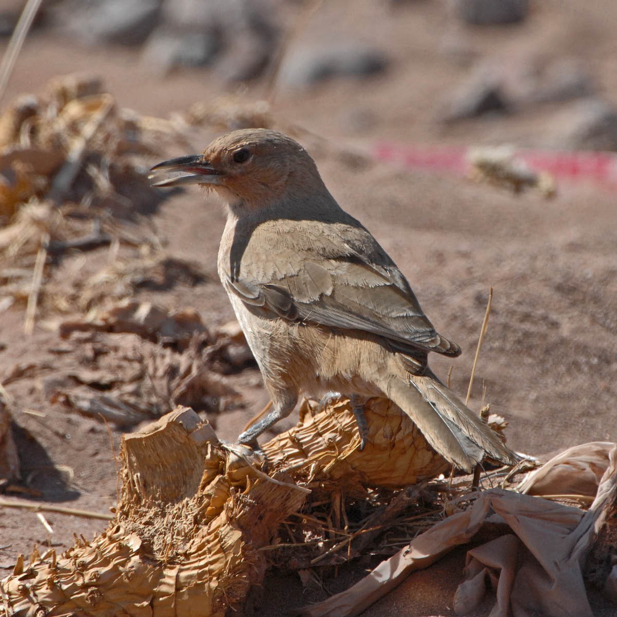 White-throated Cacholote - ML205691461