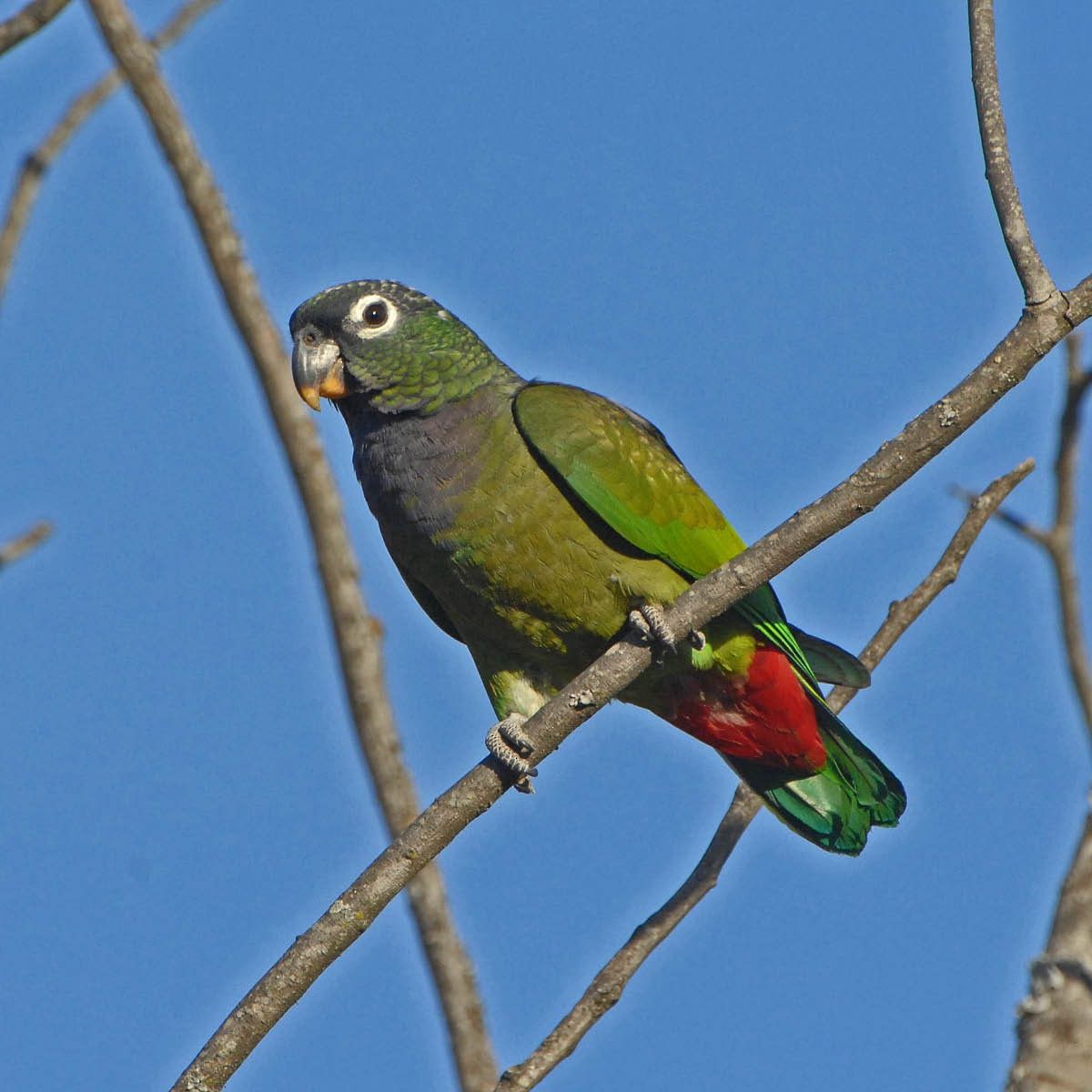 Scaly-headed Parrot - ML205691671