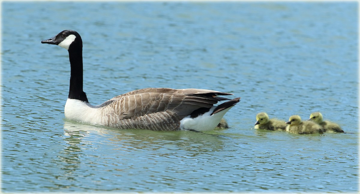 Canada Goose - ML205692131