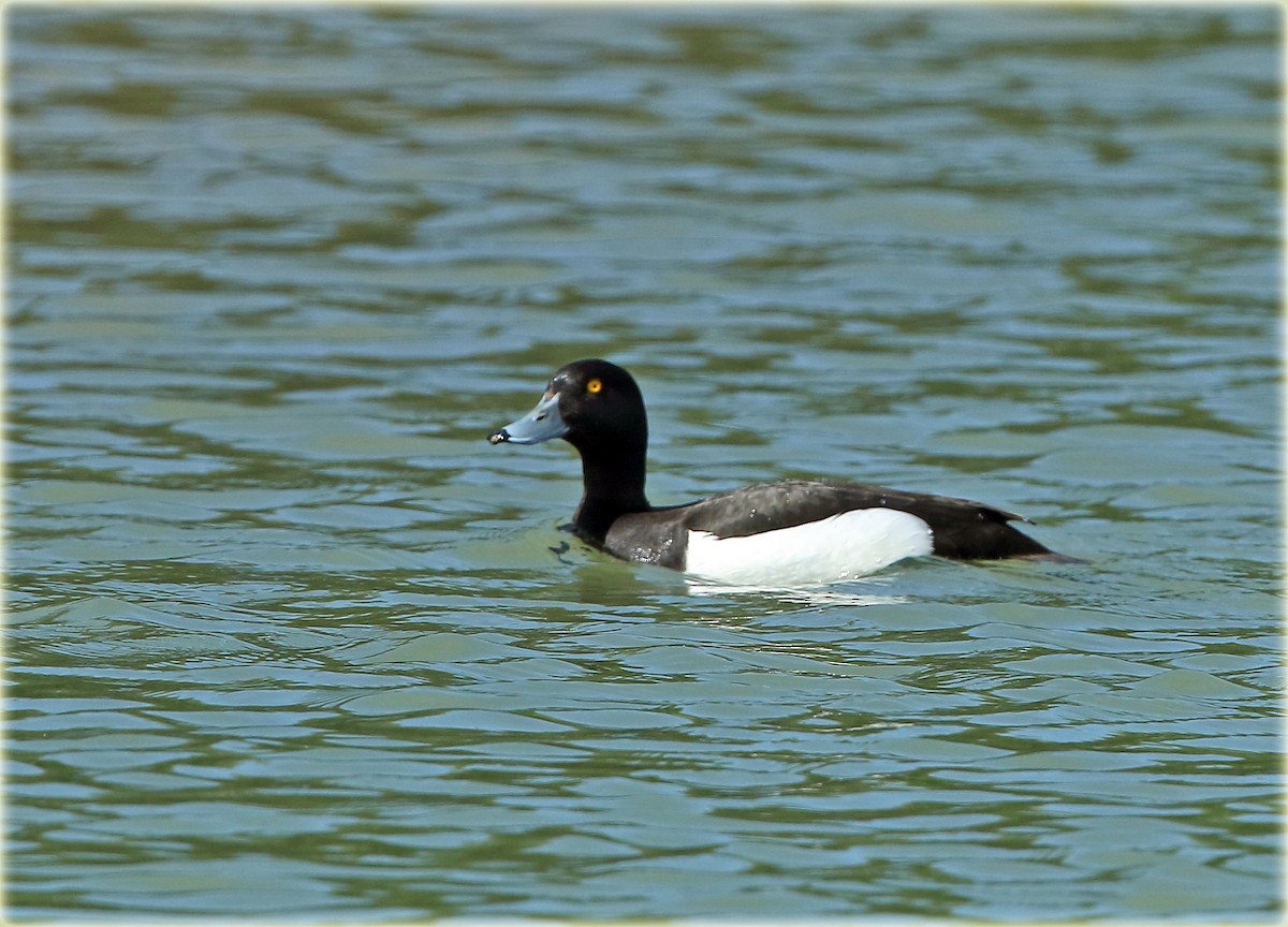 Tufted Duck - John Thompson