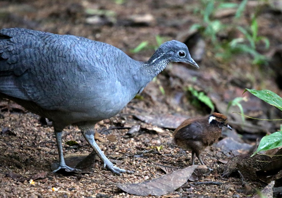 Gray Tinamou - ML205692401