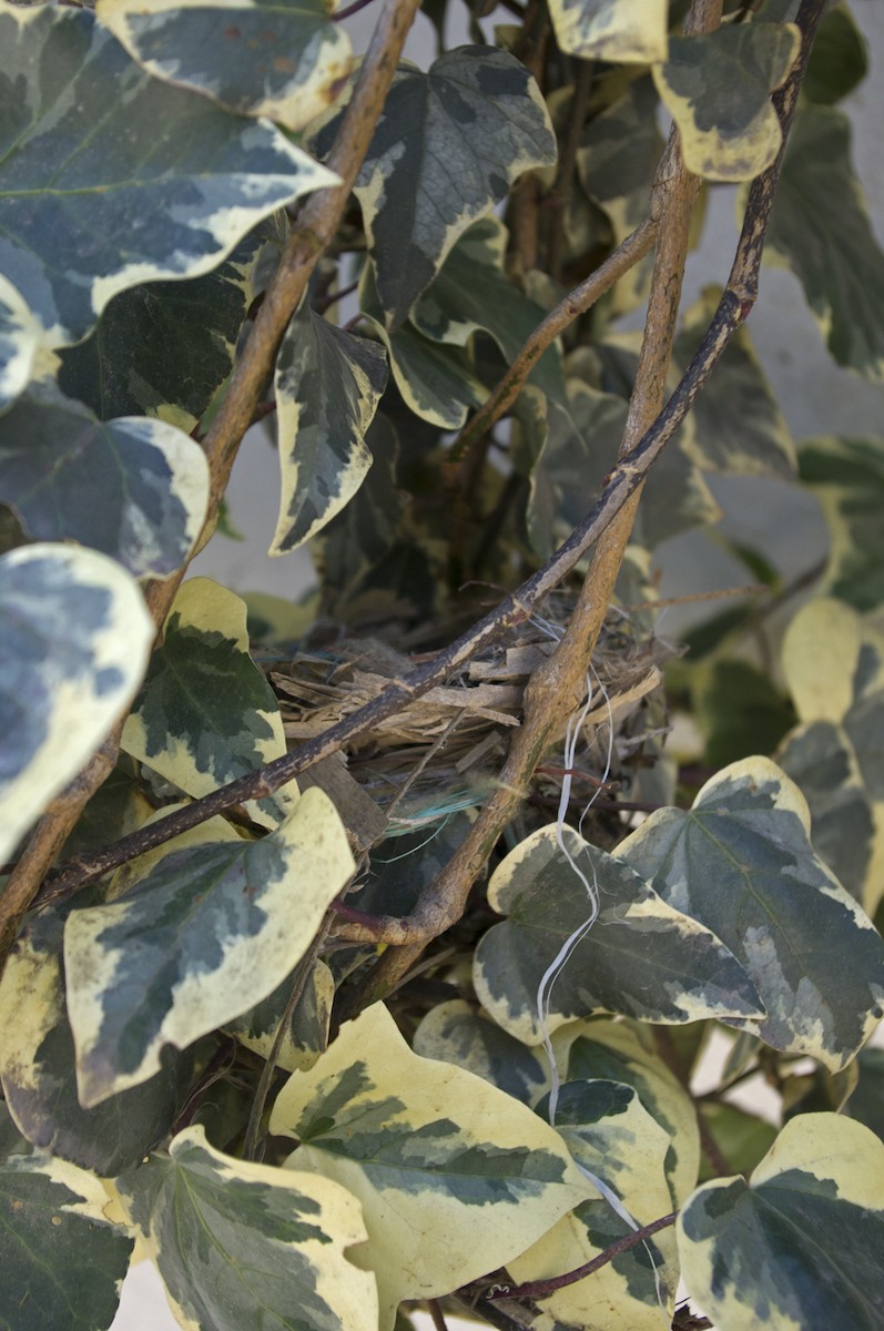 Scrub Tanager - Juan Freile