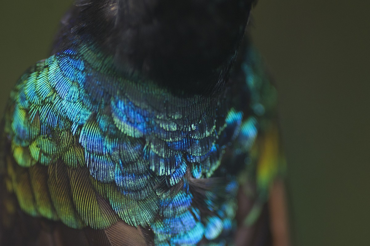 kolibřík hyacintový - ML205692451