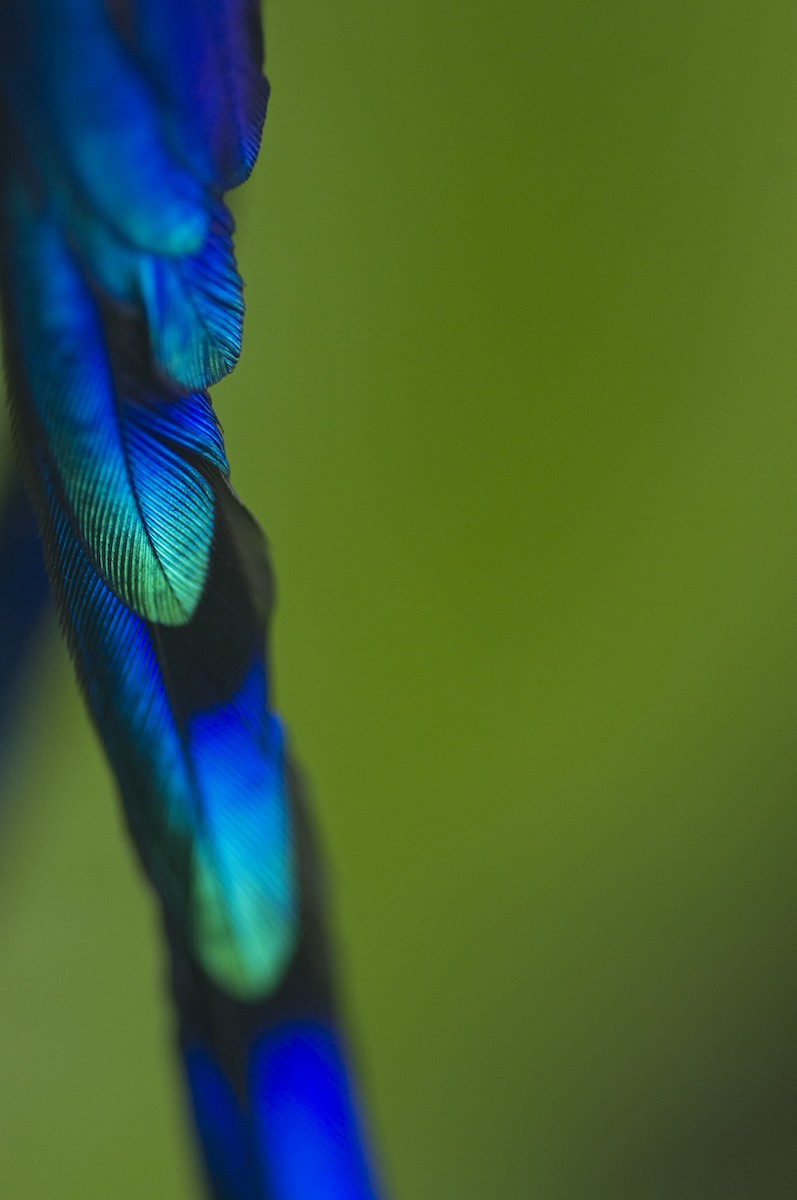 Violet-tailed Sylph - Juan Freile