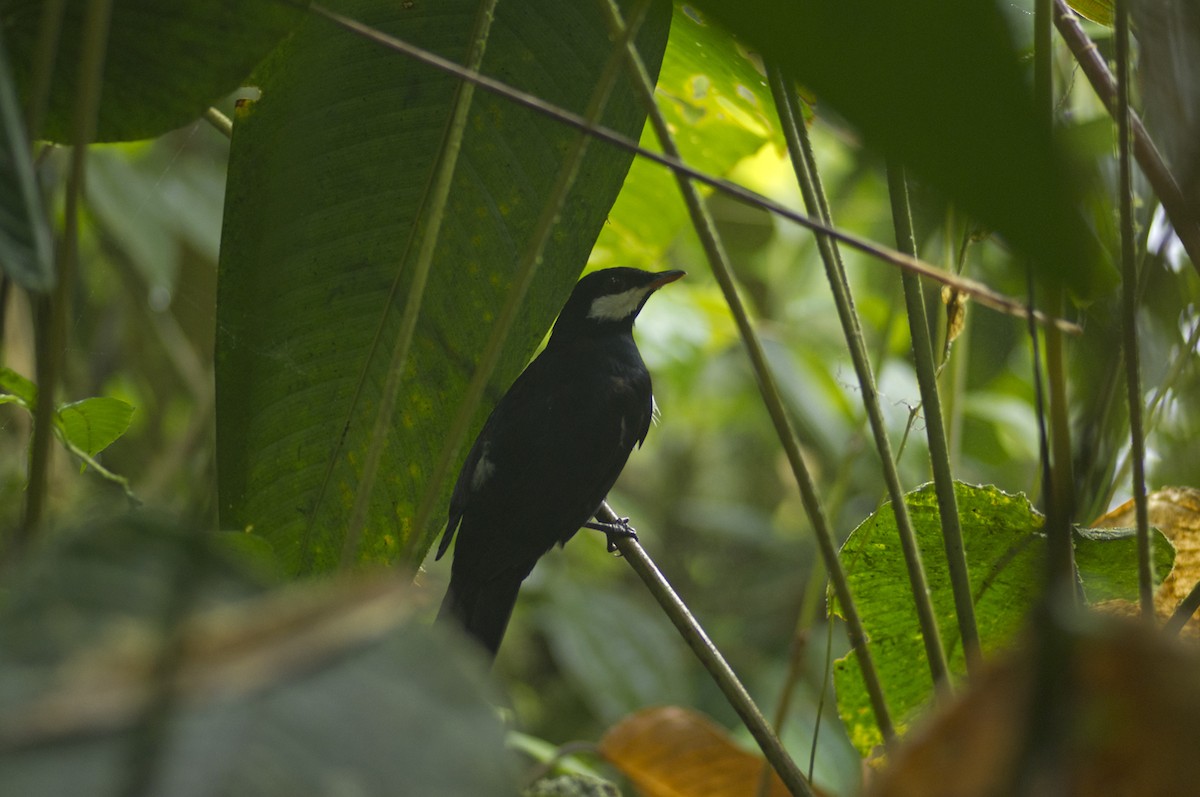 Black Solitaire - ML205692481