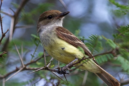 Galapagos Flycatcher - Juan Freile