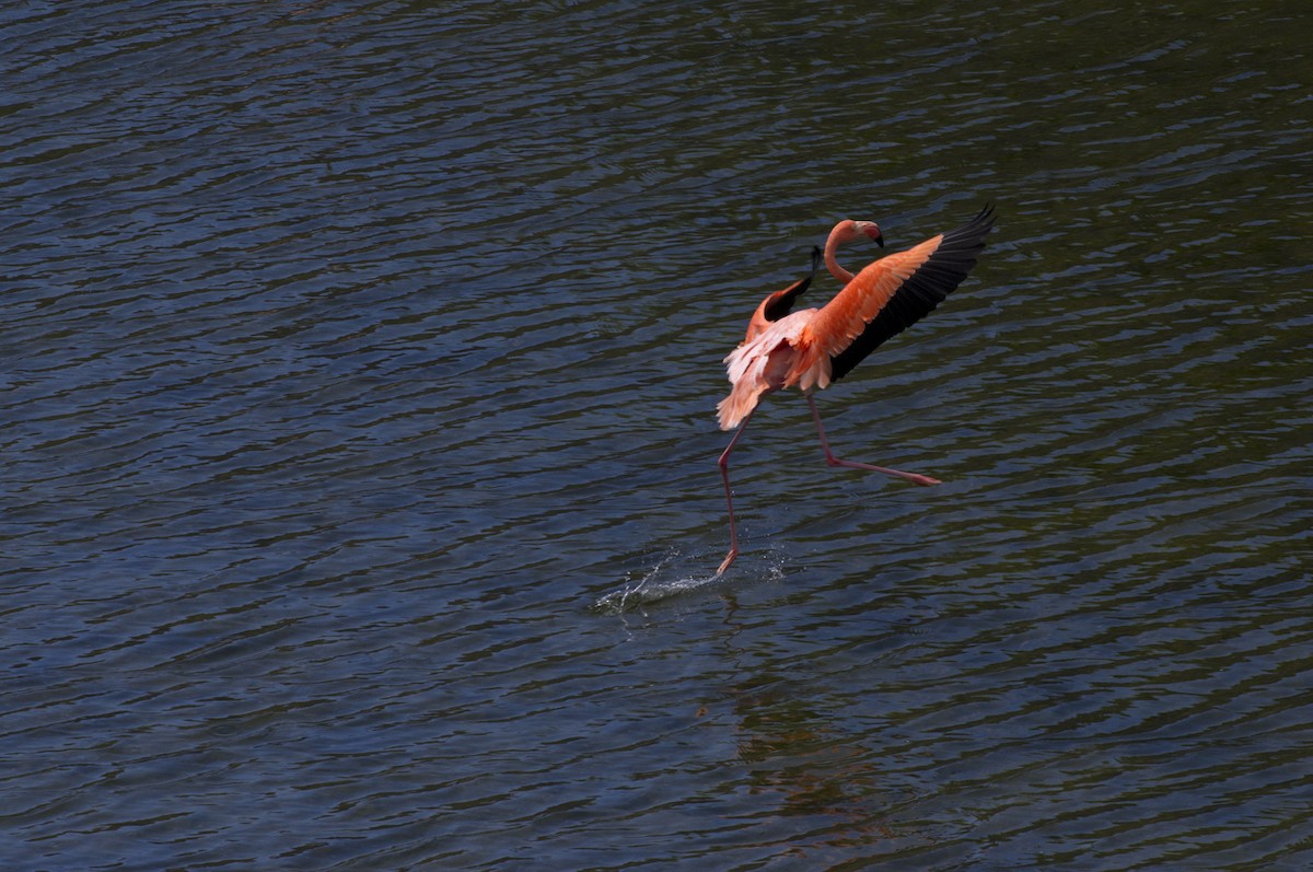 American Flamingo - ML205692531