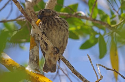 Small Ground-Finch - Juan Freile