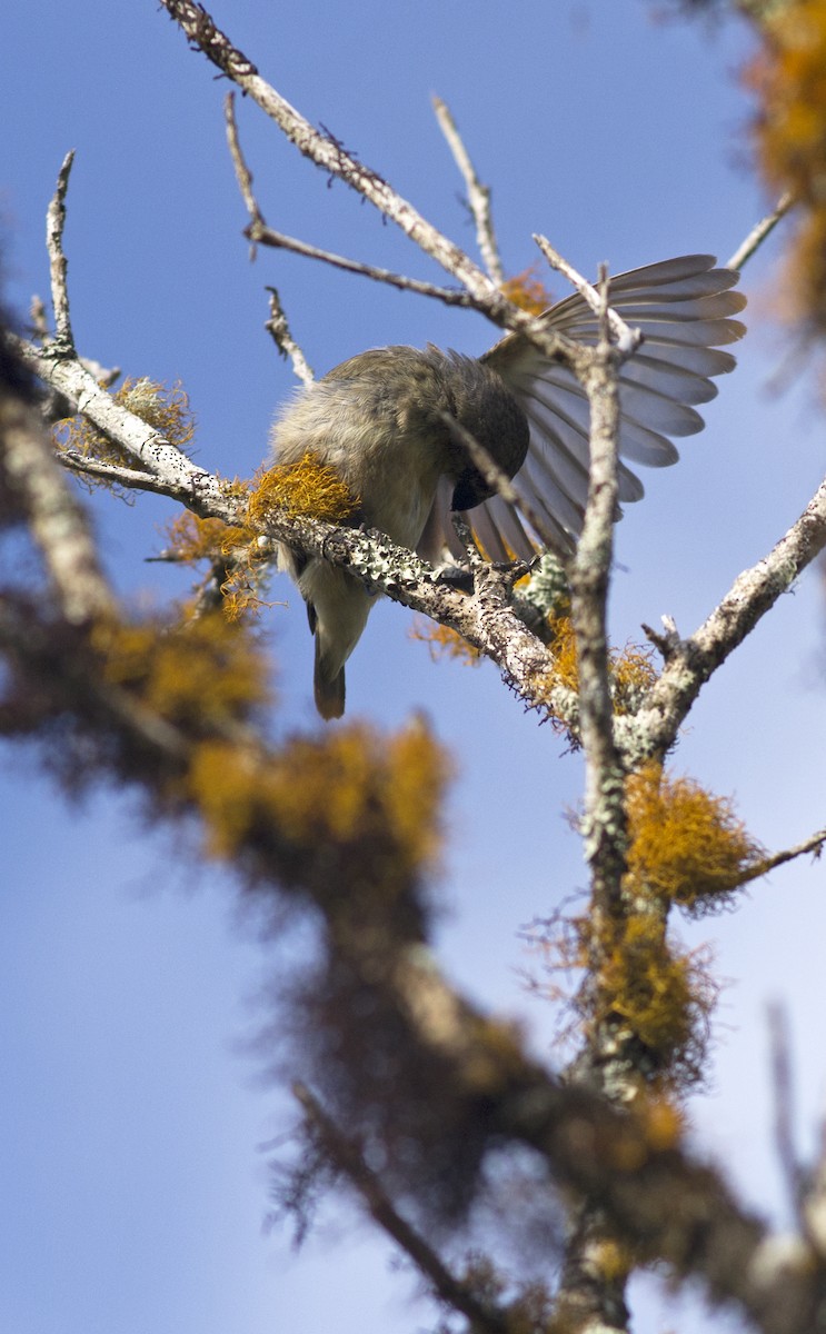 Medium Tree-Finch - Juan Freile