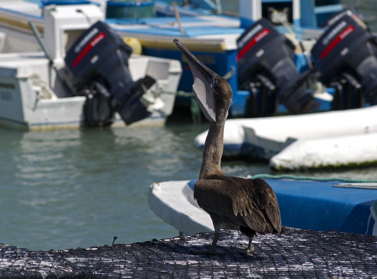 Pelícano Pardo (Galápagos) - ML205692611