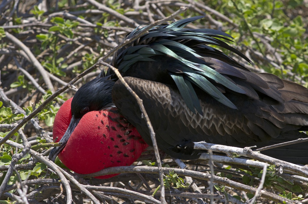 Great Frigatebird - ML205692641