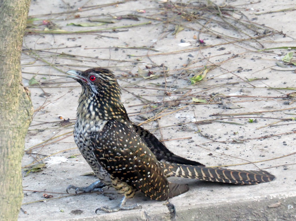 Asian Koel - NIKHIL ADHIKARY