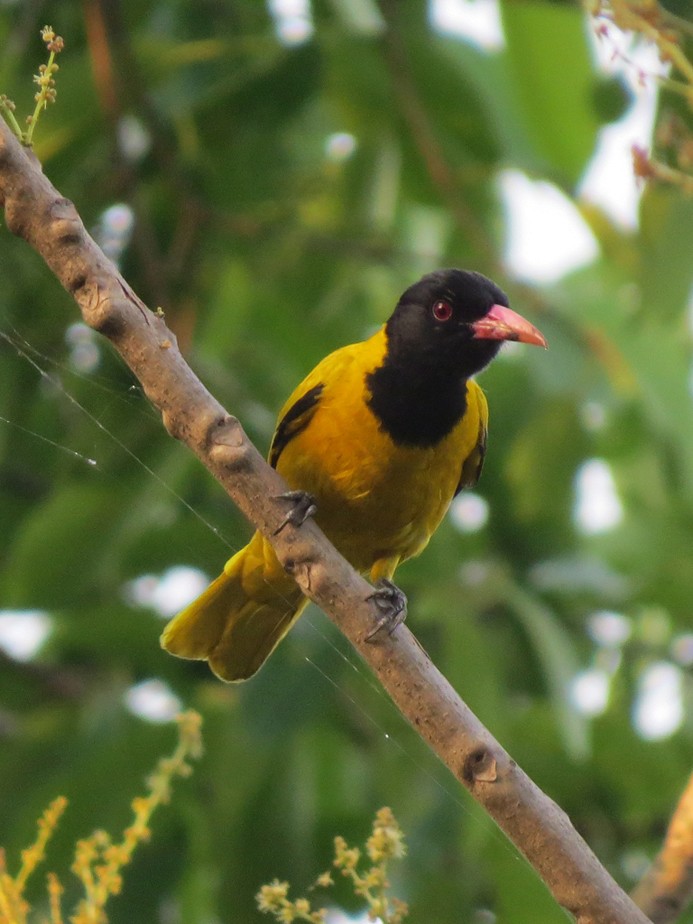 Black-hooded Oriole - NIKHIL ADHIKARY