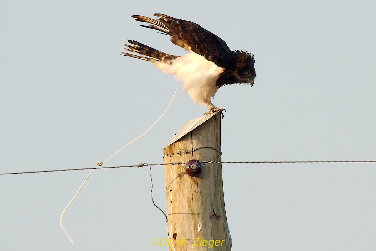 Black-chested Snake-Eagle - ML205693341