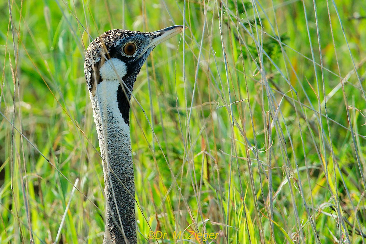 Hartlaub's Bustard - ML205693381