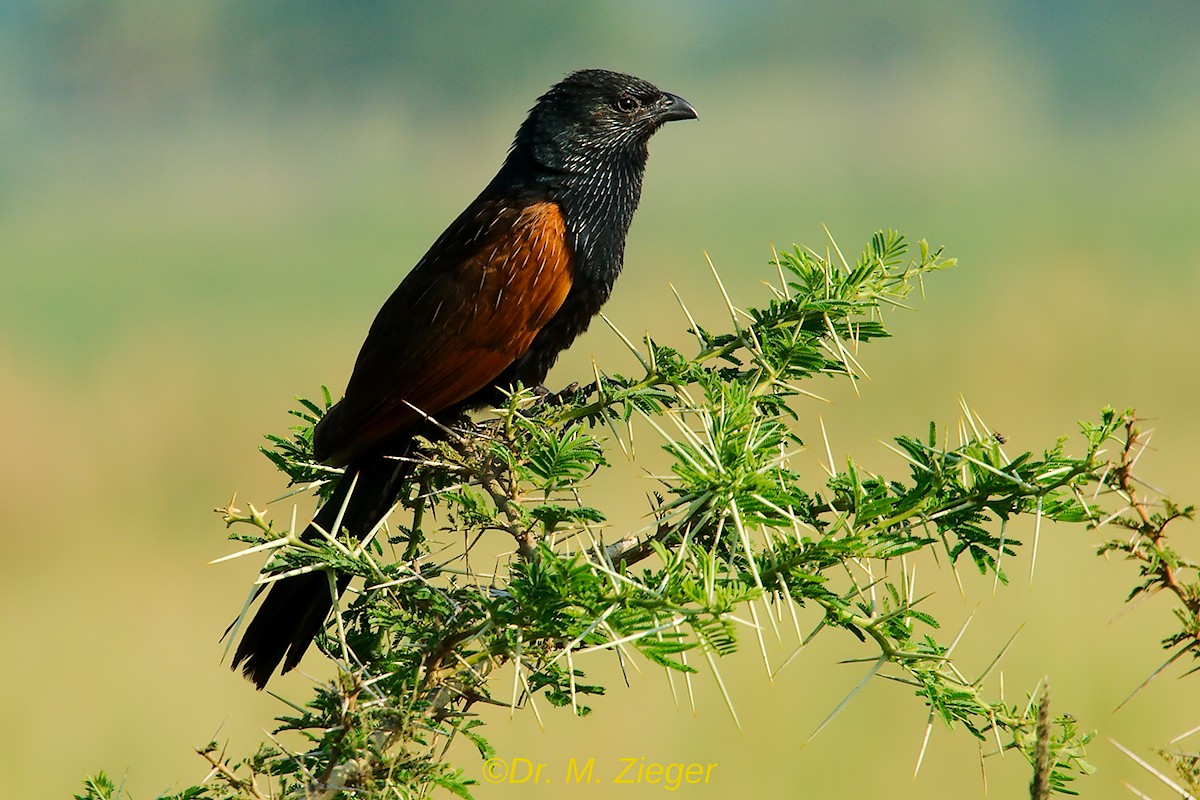 Black Coucal - ML205693431