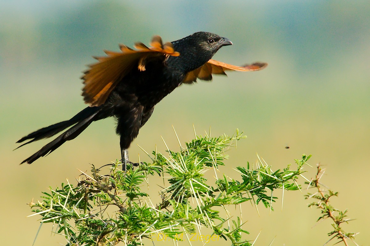 Black Coucal - ML205693441