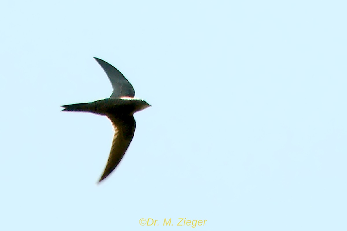 Mottled Swift - ML205693451