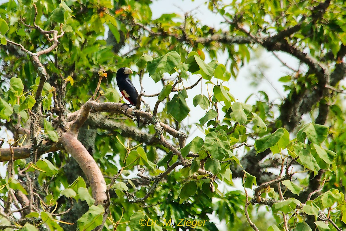 Black-breasted Barbet - Michael Zieger