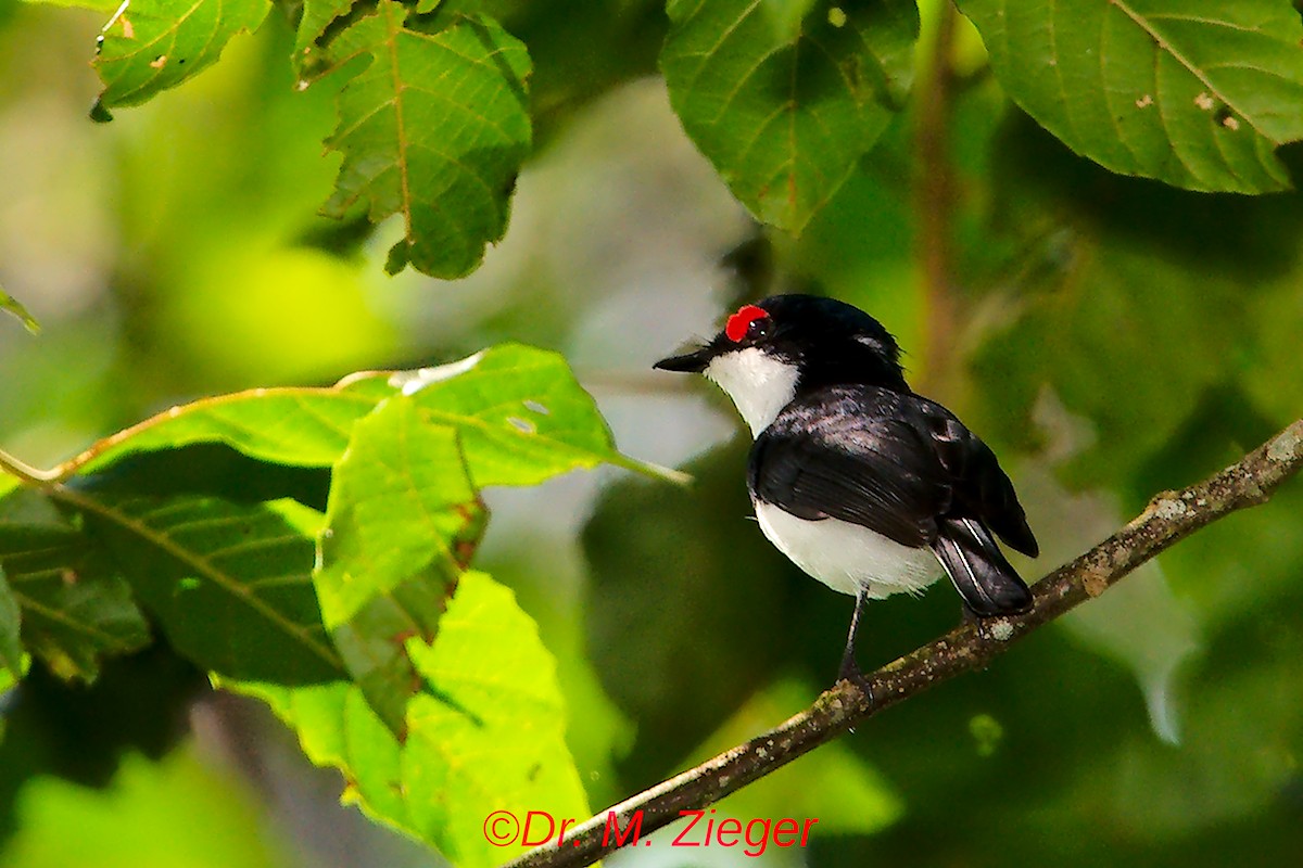 Black-throated Wattle-eye - Michael Zieger