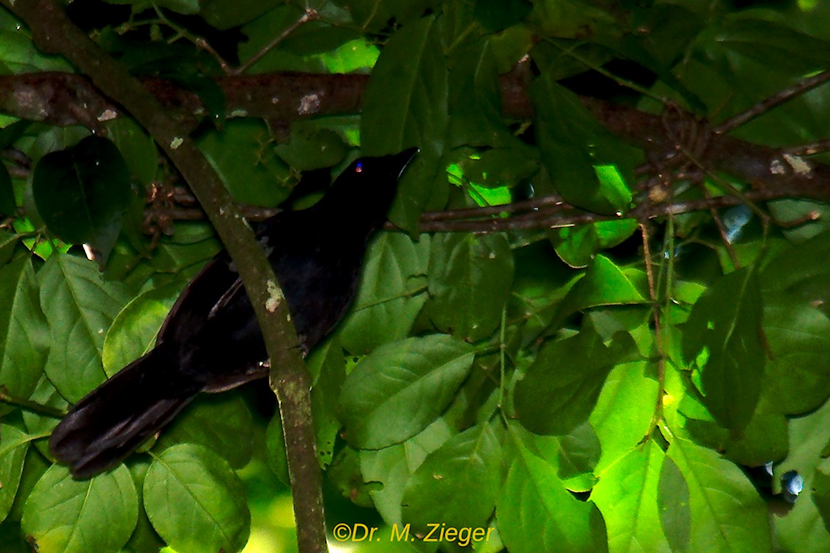 Lowland Sooty Boubou - ML205693641