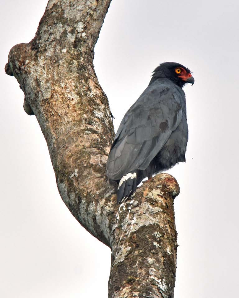 Slate-colored Hawk - Tini & Jacob Wijpkema